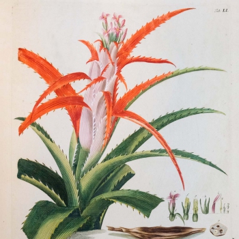 C.J. Trew, “Plantae Selectae” (1750-1760)