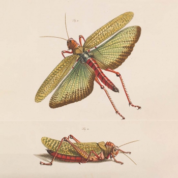A.J. Rösel van Rosenhof, “De Natuurlyke Historie Der Insecten” (1764-1782)